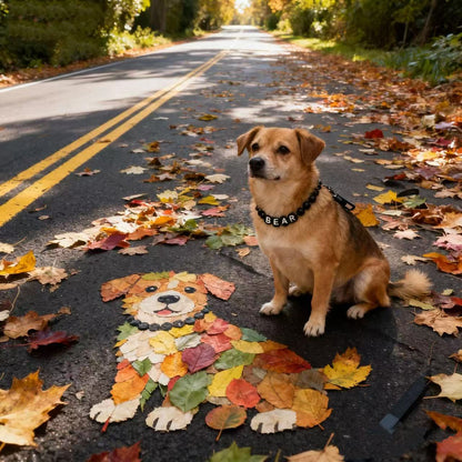 Midnight - Personalization BFF Dog Collar+ Free Matching Bracelet