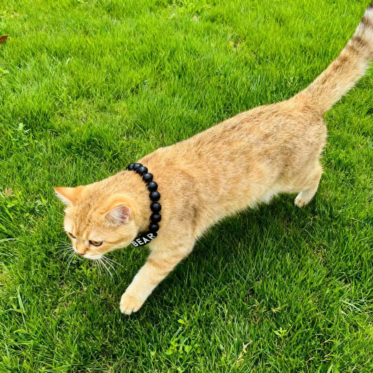 Midnight - Personalization BFF Dog Collar+ Free Matching Bracelet