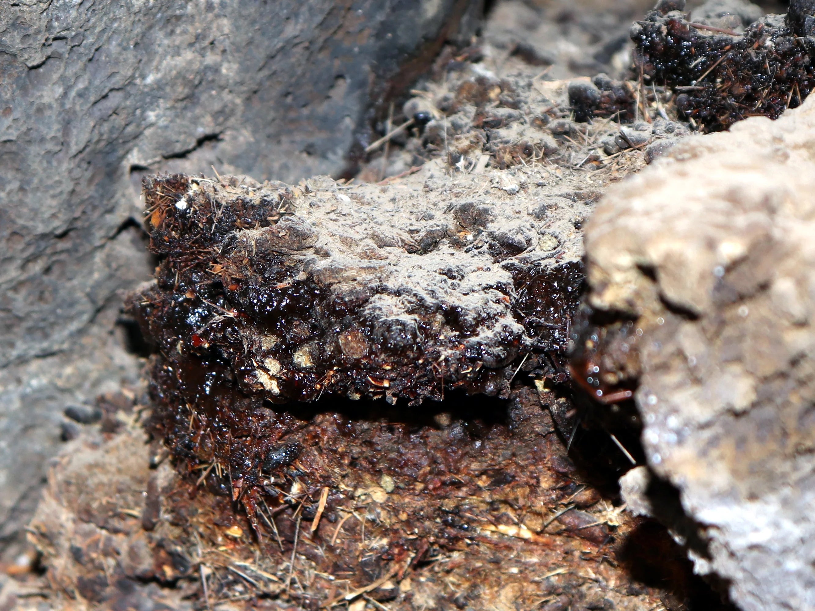 Shilajit is a natural mineral resin commonly found in high-altitude regions such as the Himalayas. it is formed over thousands of years through the decomposition of plants and minerals and is rich in variousespecially fulvic acid and humie acid. Widely used inminerals, oxides, and organicShilajit is renowned for its potential: benefits in boosting energy,traditional medicinepromoting anti-aging, and improving cognitive function. lt is often consumed as aenhancing immunity,supplement to support overall healt